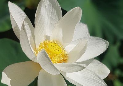 Hoesan White Lotus Pond