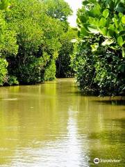 Pichavaram Mangrove Forest