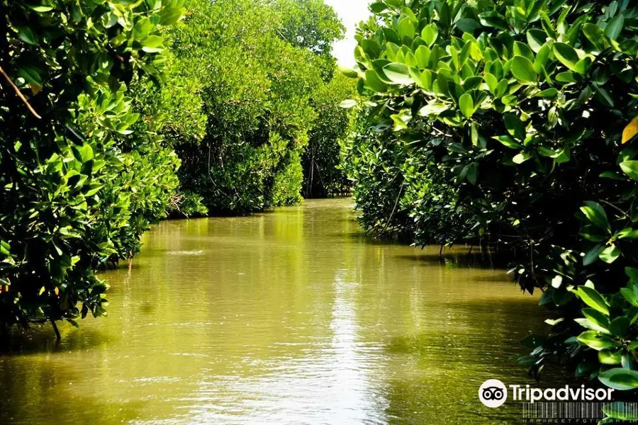 Pichavaram Mangrove Forest