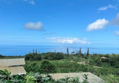 Heavenly Hawaiian Kona Coffee Farm