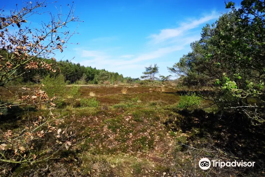 Cuxhavener Kuestenheide