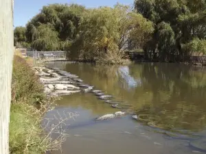 Colorado Gators Reptile Park