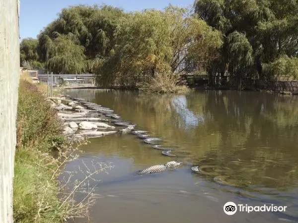 Colorado Gators Reptile Park