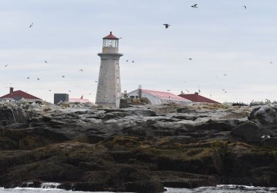 Machias Seal Island