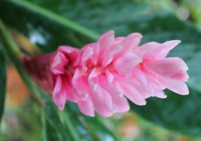 Hana Maui Botanical Gardens