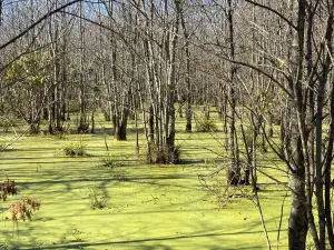 빈블로솜 보틈스 네이쳐 프리저브 - 시카모어 랜드 트러스트