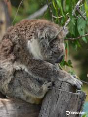 Phillip Island Nature Parks - Koala Reserve