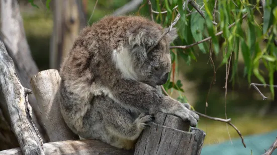 Phillip Island Nature Parks - Koala Reserve