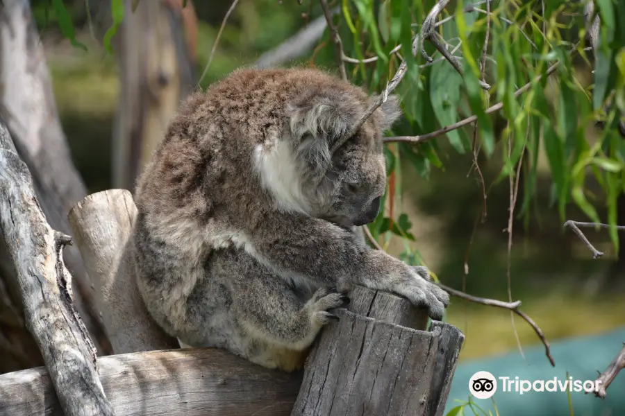 Phillip Island Nature Parks - Koala Reserve