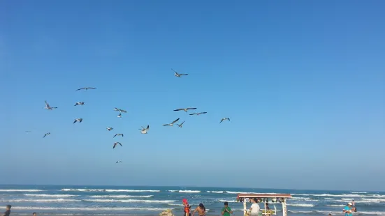 Delfines Playa Miramar