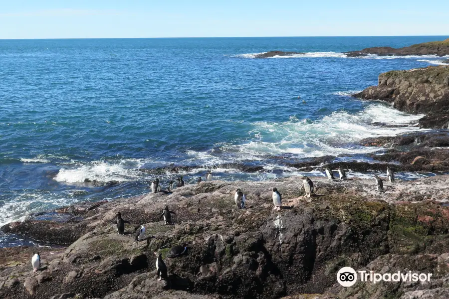 Isla Pinguinos