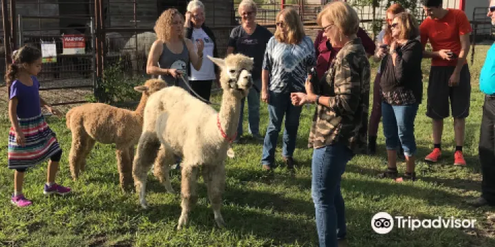 Structured Chaos Farm