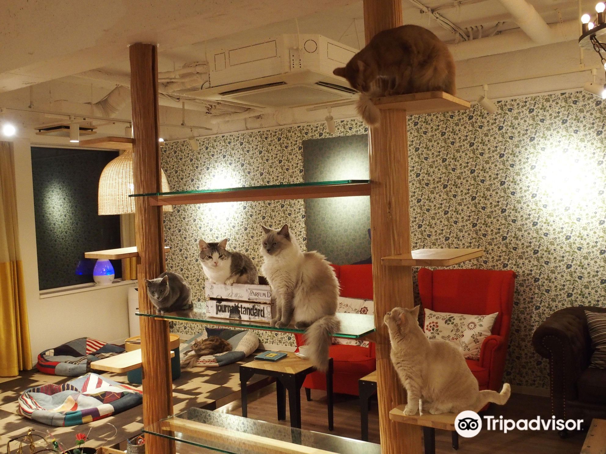 Cat Cafe Tour! - TakeMeTour