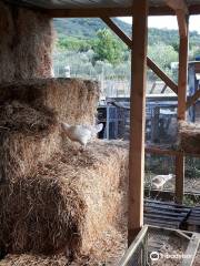 Azienda Agricola Casearia Regali Rurali