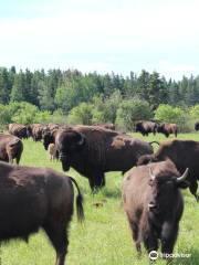 Les Bisons Chouinards