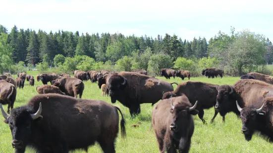 Chouinard Bisons