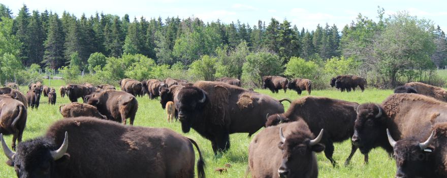 Les Bisons Chouinards