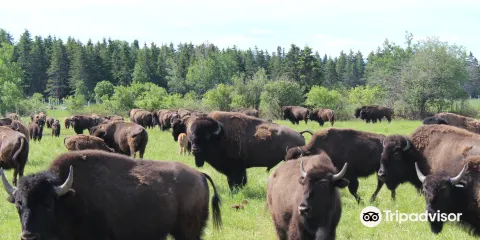 Les Bisons Chouinards