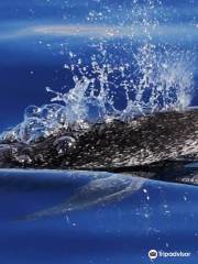 Azores Experiences - Whale Watching & Jeep Tours