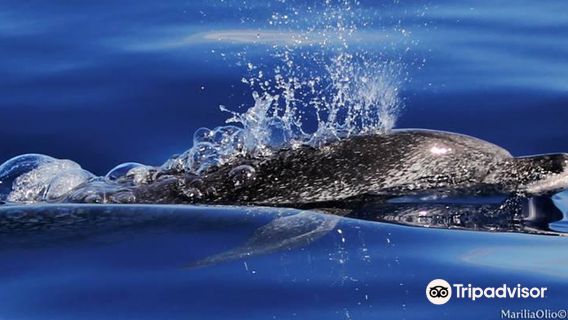 Azores Experiences - Whale Watching & Island Tours