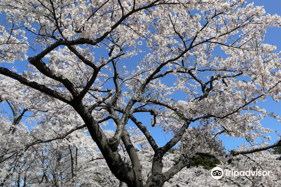 Ashino Park