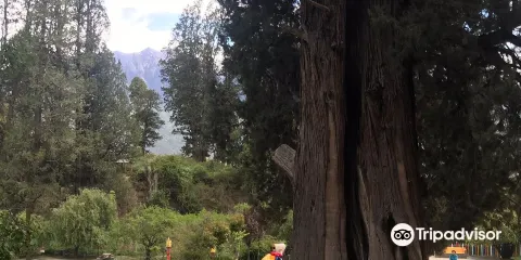 林芝巴結巨柏自然保護區