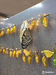 Musheng Insect Museum