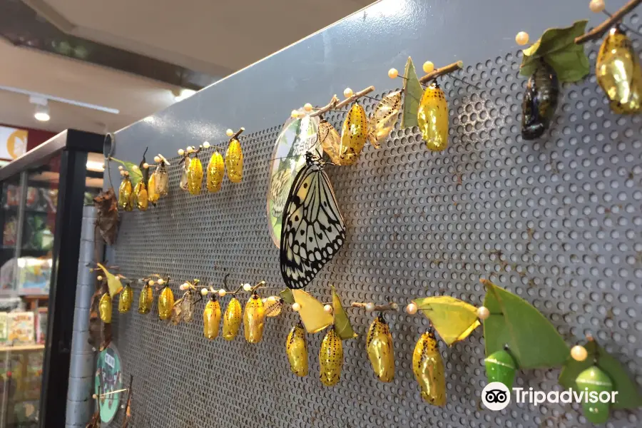 胡蝶小鎮生態休閒園区木生昆虫博物館