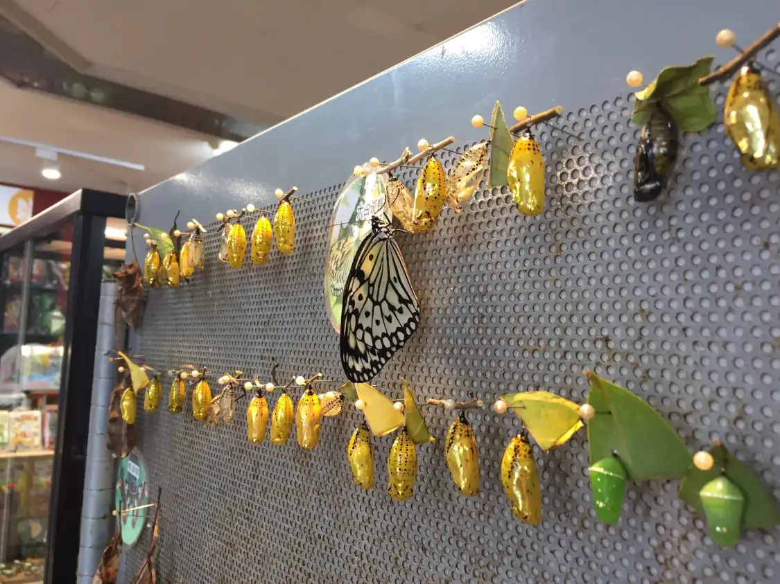 Hotels near Musheng Insect Museum