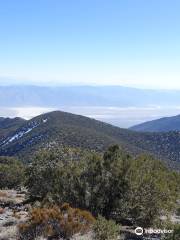 Wildrose Peak Trail