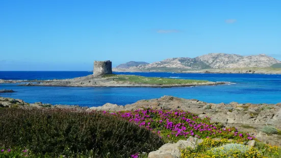 Torre della Pelosa