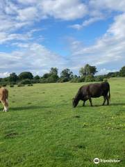 Parc national New Forest