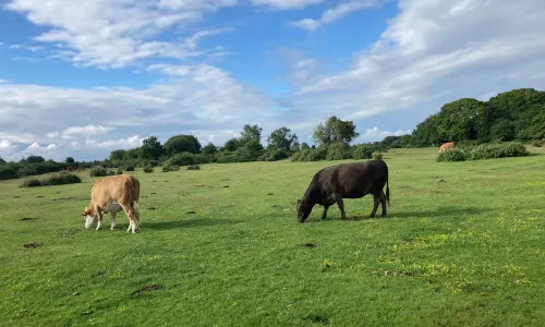 New Forest National Park