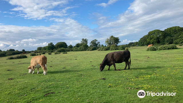 New Forest National Park