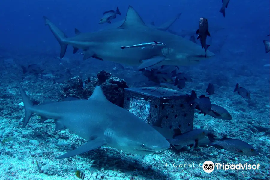 Coral Coast Divers