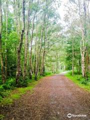 Beacon Hill Country Park