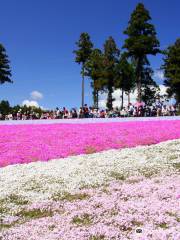 Shibazakura no Oka / Pink Moss Hill