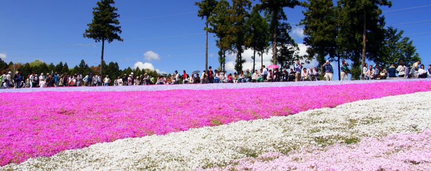 Shibazakura no Oka / Pink Moss Hill