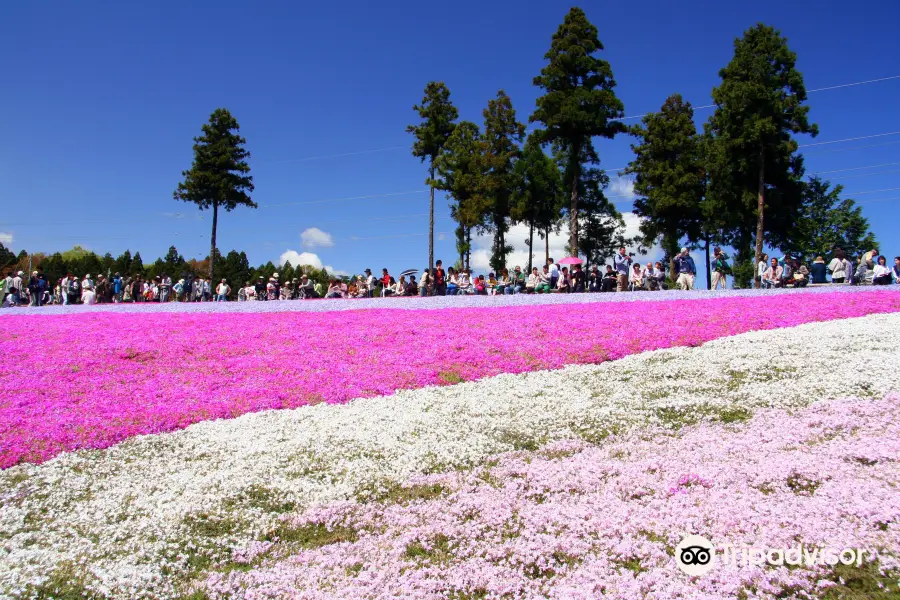 Shibazakura no Oka / Pink Moss Hill