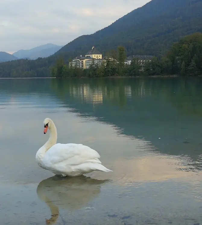 Thalgau