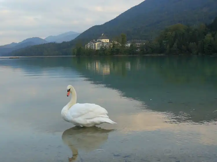 Hotels in Thalgau