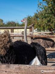 Babushkin  Dvorik Zoo