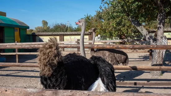 Babushkin  Dvorik Zoo