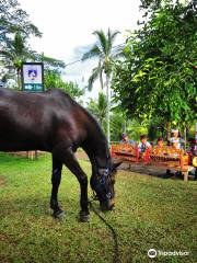 Ubud Horse Stables