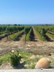 VOLCANIA WINERY ( οινοποιείο Βολκανια )