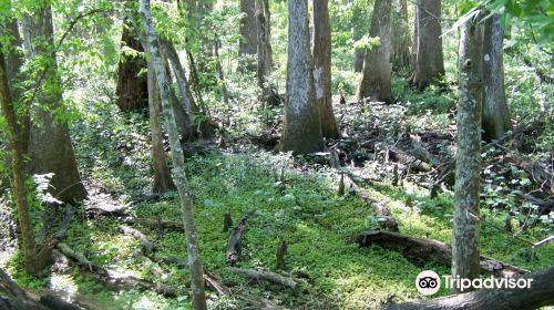 BREC's Bluebonnet Swamp Nature Center