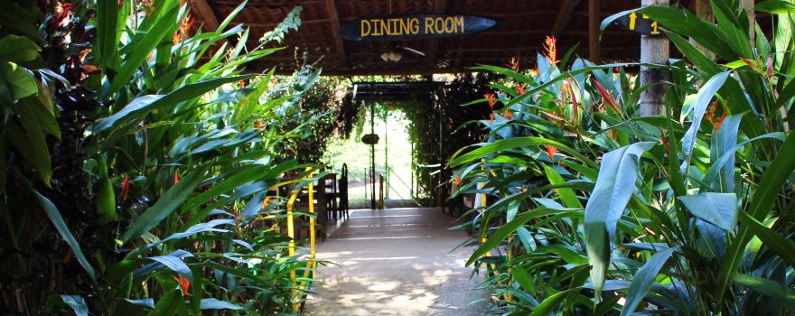 Jungle Crocodile Safari & Bird Watching Tour