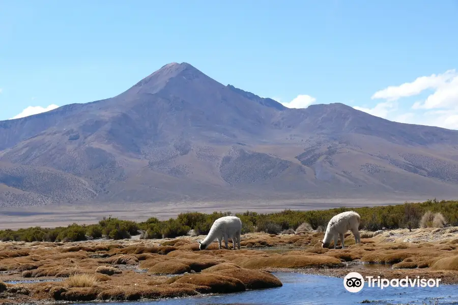 Salar de Surire