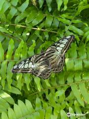 Butterfly Farm