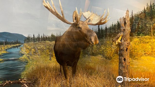 Kluane Museum of History